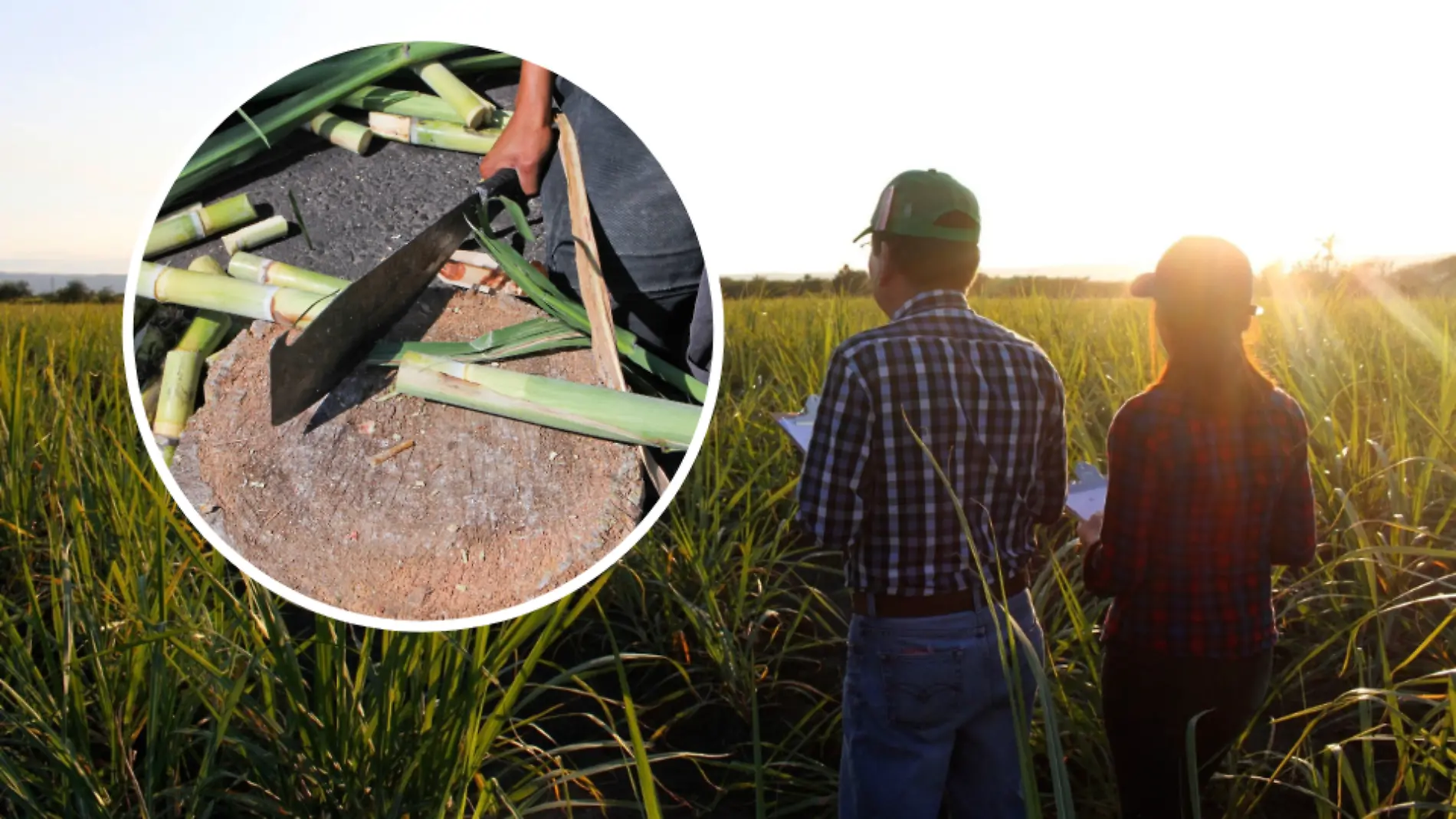 Con el objetivo de ayudar a los productores de caña, en Tamaulipas analizan las variantes UAEM y Cuartoscuro